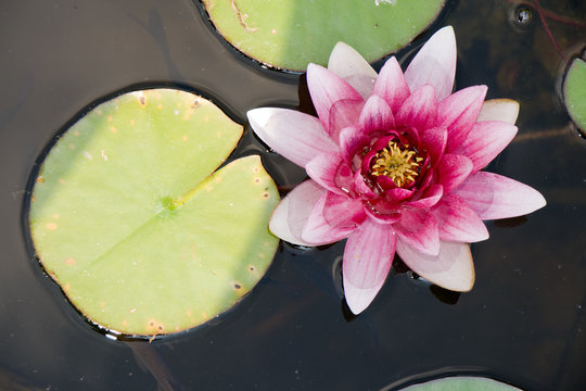 Geometrie della natura