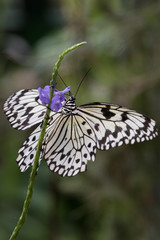 Fototapeta na wymiar Skipper Butterfly