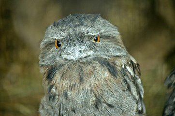 tawny frogmouth