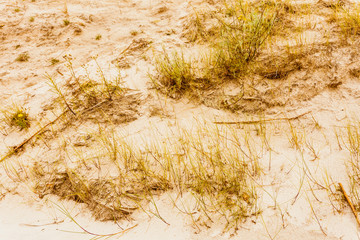 beach in summer and dunes with grass