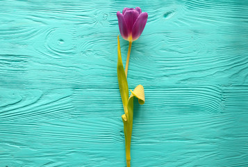 Fototapeta na wymiar March 8, Mother's Day , tulips on blue background