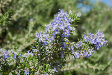 Obraz premium spring rosemary flowering branches in full bloom‬. ‪blossoming rosemary plants in the herb garden