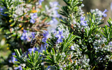 Flowering Rosemary Plant With a Bee
