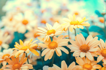 Fototapety  Trawnik kwiatów. Vintage kwiat tło w ogrodzie. Pastelowa paleta kolorów