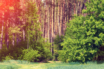 Pine forest in evening light.