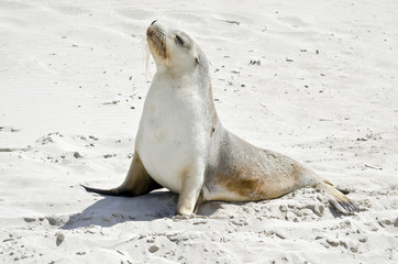 Naklejka premium sealion