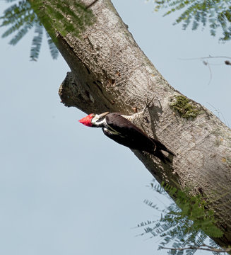 Redheaded woodpecker on a tree - Puerto Ordaz, Venezuela