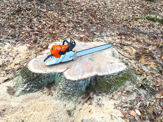 Chainsaw on tree stump
