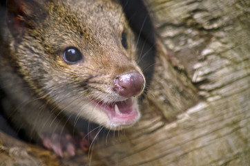 quoll
