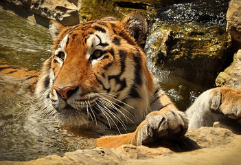 tiger bathing