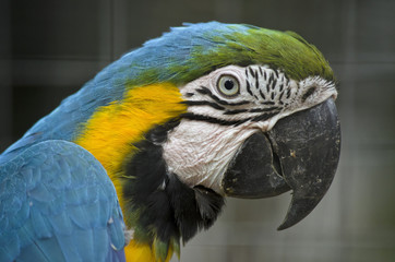 blue and gold macaw