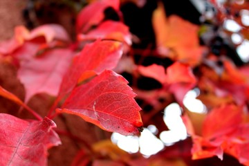 jesienne liście © Monika