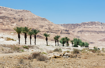 Palm trees are grown on the lifeless the shore of the Dead sea - Israel