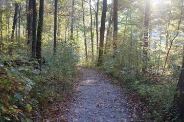 The autumn nature trail in the woods.