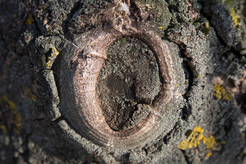 Moss on the bark of a tree