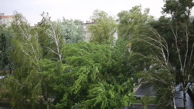 Strong wind and rain on the street in the summer. The storm in the city. Green trees bend in the wind. 