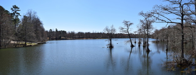 Cypress trees in Spring Lake in Wall Doxey State Park, Mississippi