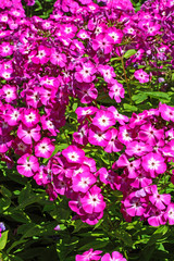 Pink and white phlox flowers in the garden