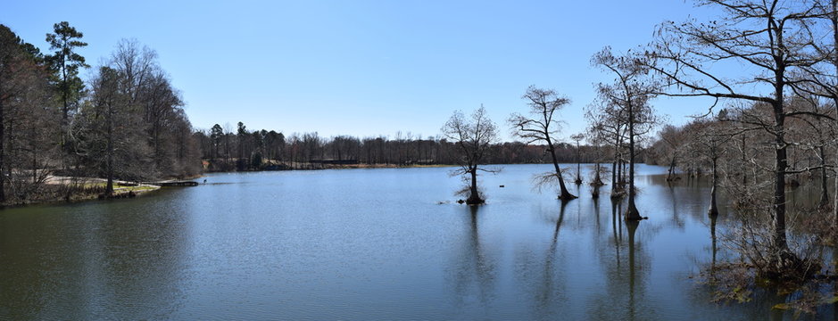 Cypress trees in Spring Lake in Wall Doxey State Park, Mississippi