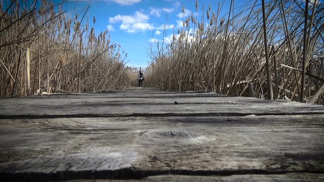 A woman in gray raincoat approaches the camera walking on the wooden footbridge over a swamp surrounded by reeds, white clouds on a blue sky