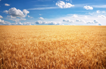 Meadow of wheat. Composition of nature