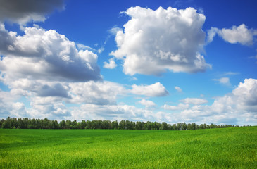 Beautiful spring landscape. Field of grass and perfect sky