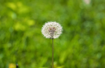 Dandelions flower on green background. Composition of nature