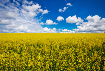 Obraz premium Yellow field rapeseed in bloom with blue sky and white clouds