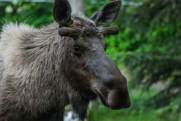 Fototapeta na wymiar Bull Moose Portrait