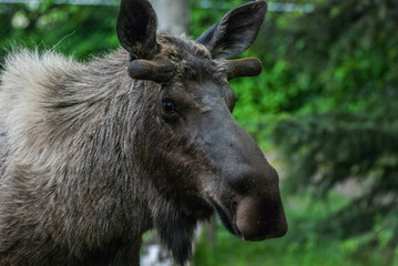 Bull Moose Portrait