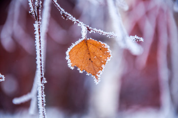 The birch leaf covered by the snow