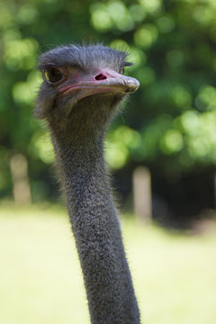 curious ostrich with a long neck