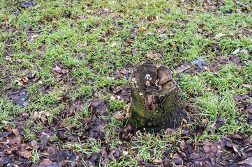 Stump with mushrooms in the grass