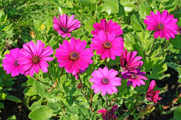 Purple gazania blossom