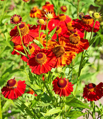Red Helenium flowers