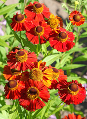Red Helenium flowers