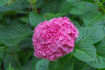 Hydrangea flowers. Pink flowers. Garden plants.