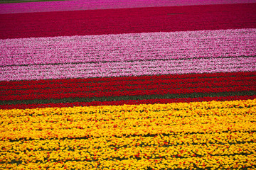 Field of tulips, colorful background