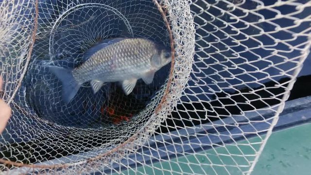 Scenic landscape. Freshwater fish in the metal net catching during fishing. 4K