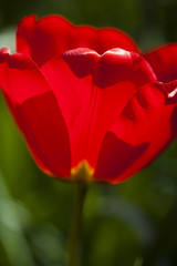 Tulips in spring,colourful tulip
