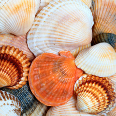 Shells of anadara and scallops