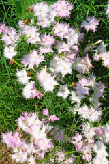 White carnation or dianthus little flowers 