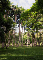 Morning landscape with trees - Puerto Ordaz, Venezuela