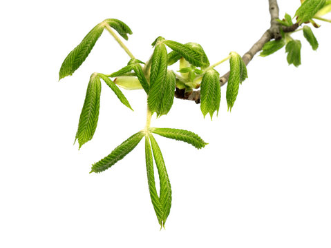 Spring branch of horse-chestnut tree