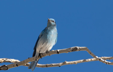 Mountain Blue Bird