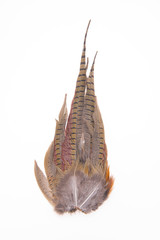 Pheasant feather, on a white background