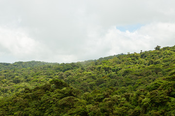 Rainforest landscape in Monteverde Costa Rica