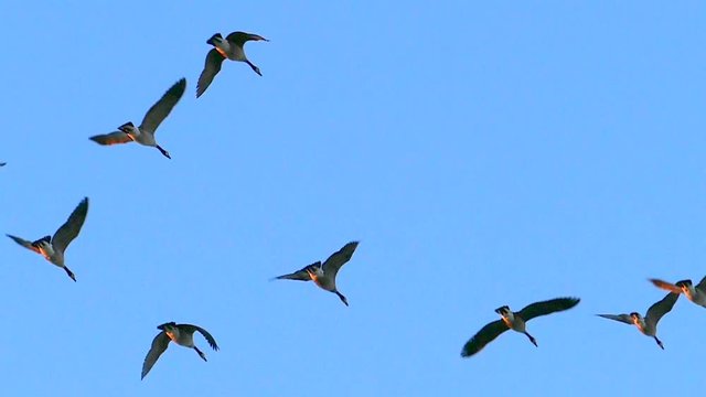 Beautiful, graceful flock of Canadian Geese flying in slow motion.
