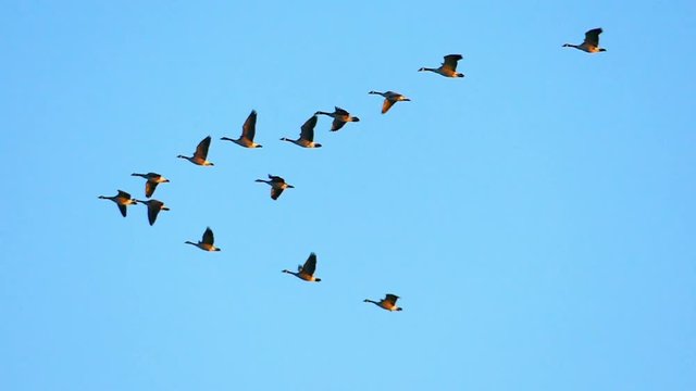 Beautiful, graceful flock of Canadian Geese flying in slow motion.
