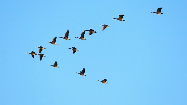 Beautiful, graceful flock of Canadian Geese flying in slow motion.
